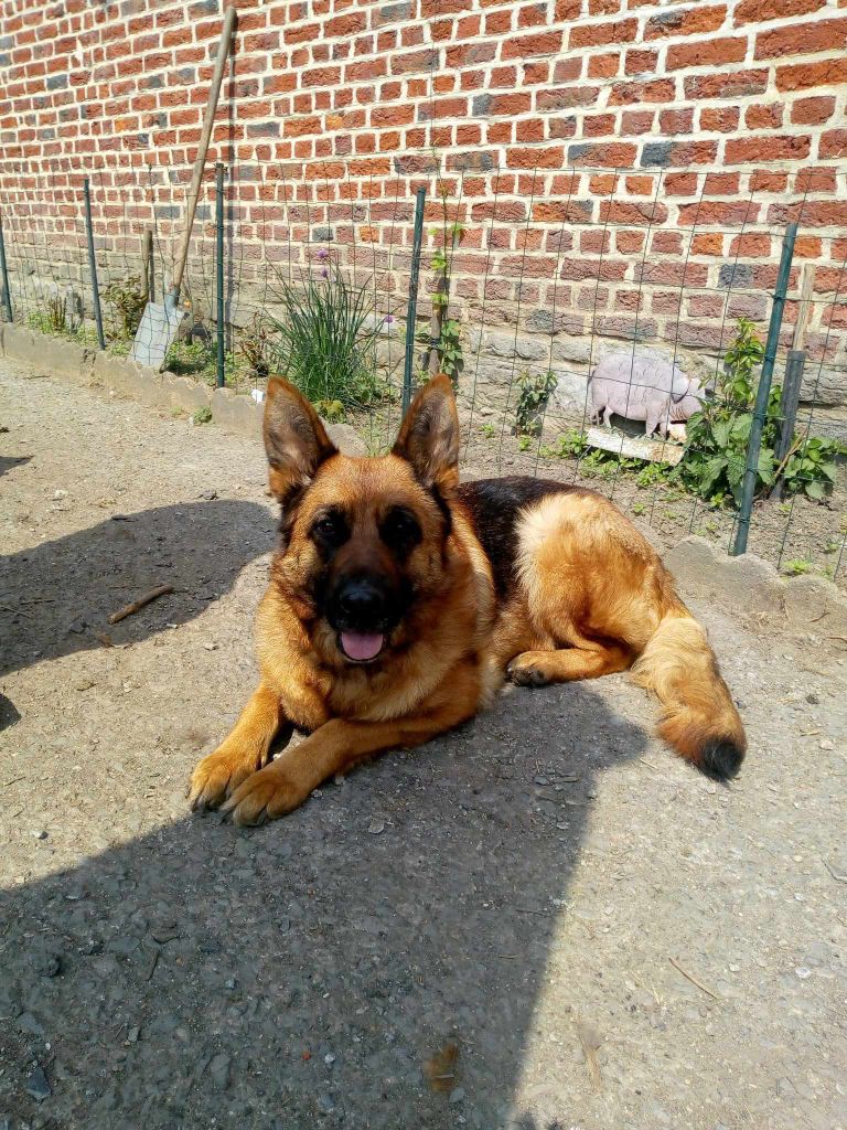 Skadi von haus inaya
