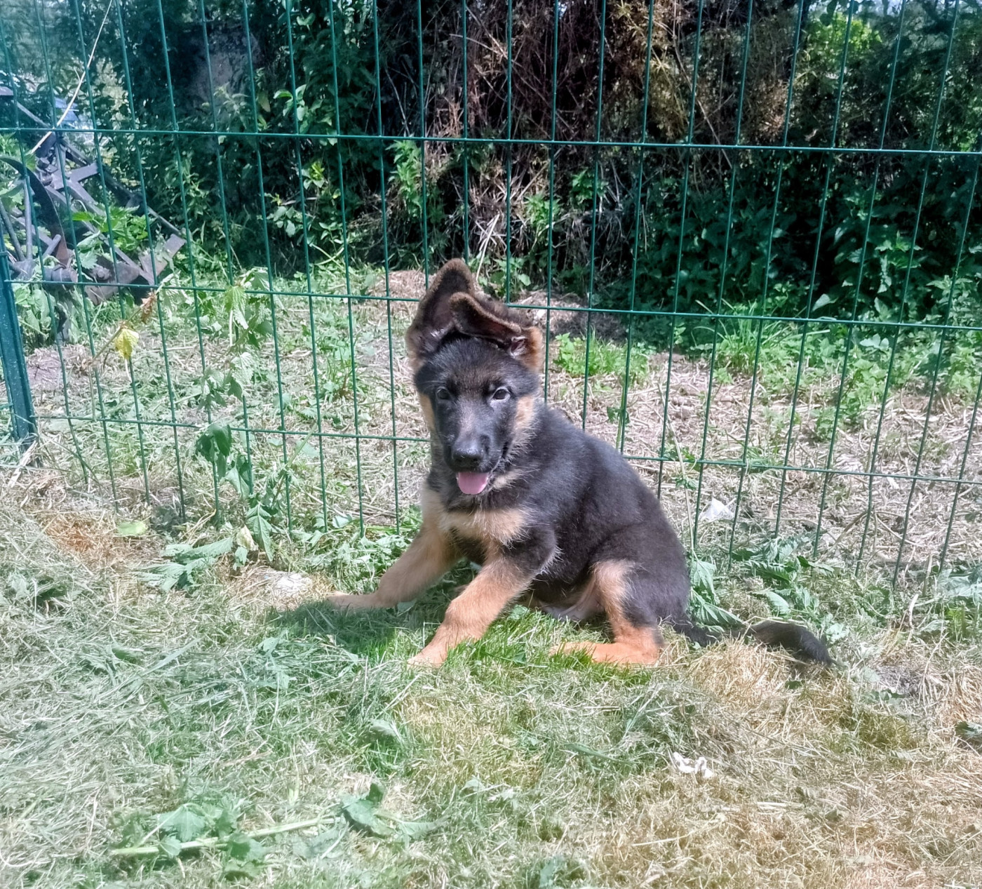 Des Gardiens De Persephone - Chiots disponibles - Berger Allemand