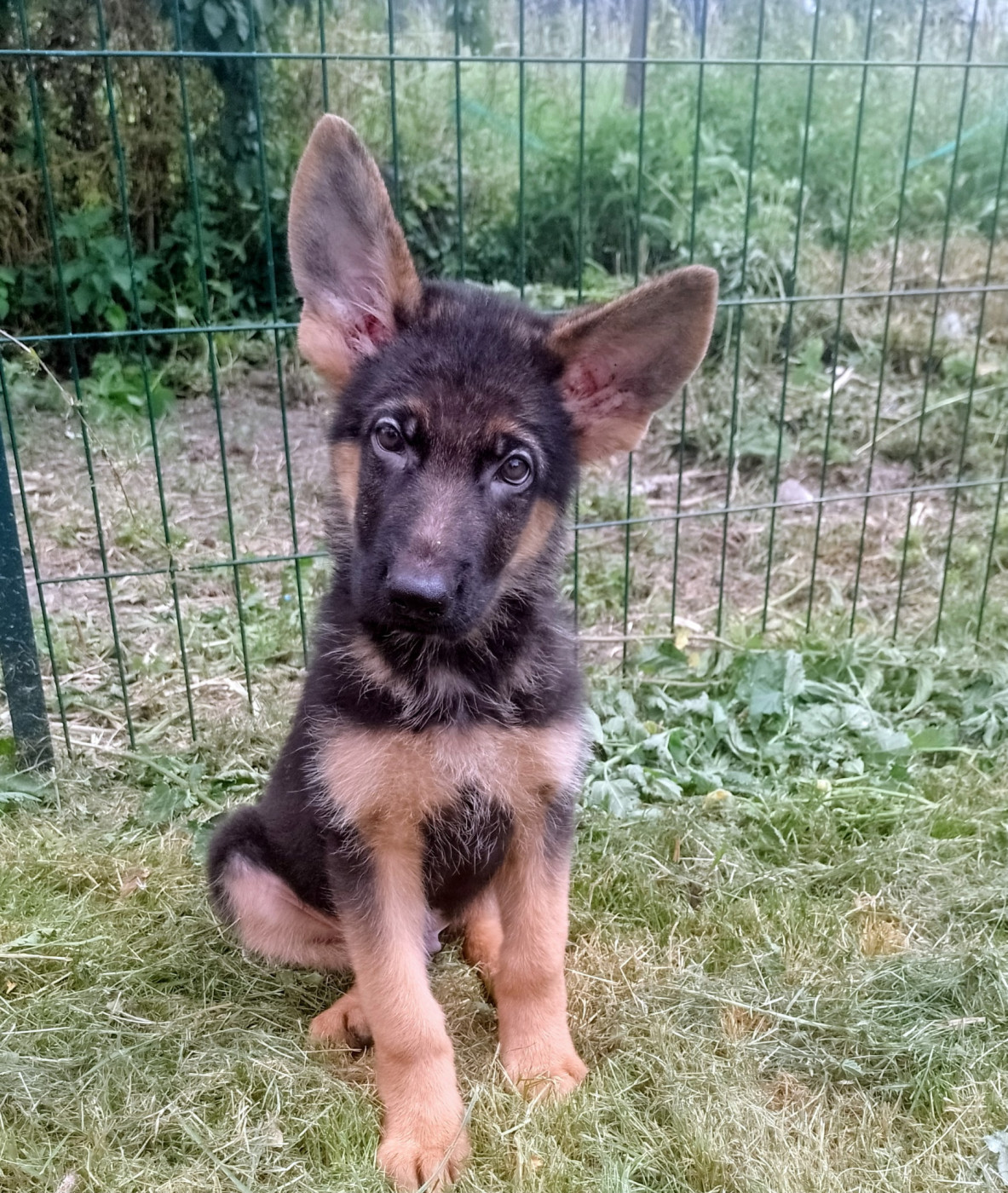 Des Gardiens De Persephone - Chiots disponibles - Berger Allemand