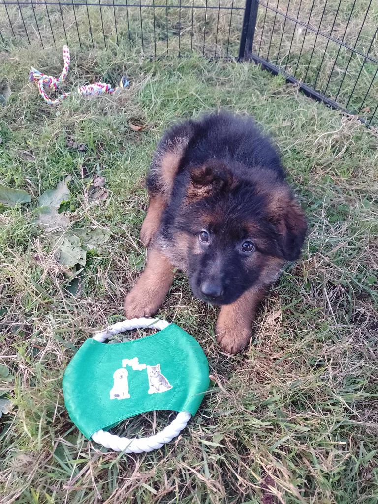 Des Gardiens De Persephone - Chiots disponibles - Berger Allemand Poil Long