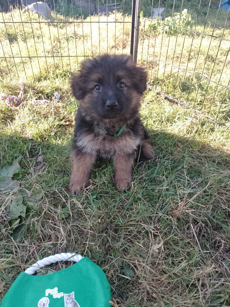 Des Gardiens De Persephone - Chiots disponibles - Berger Allemand Poil Long